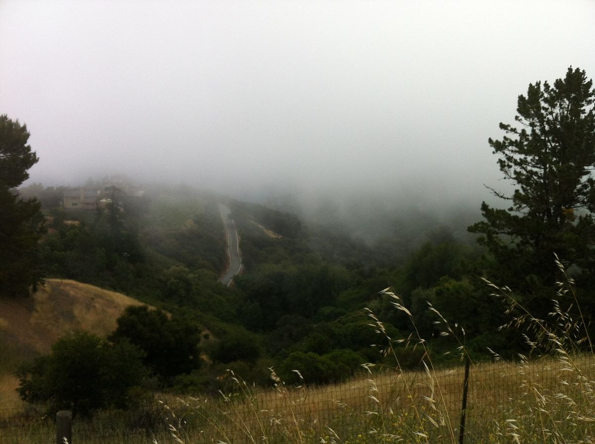 Fog rolling over the foothills of the Santa Cruz Mountains wine region