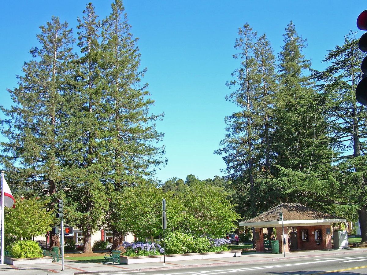 Tall redwoods and lawn at Town Plaza