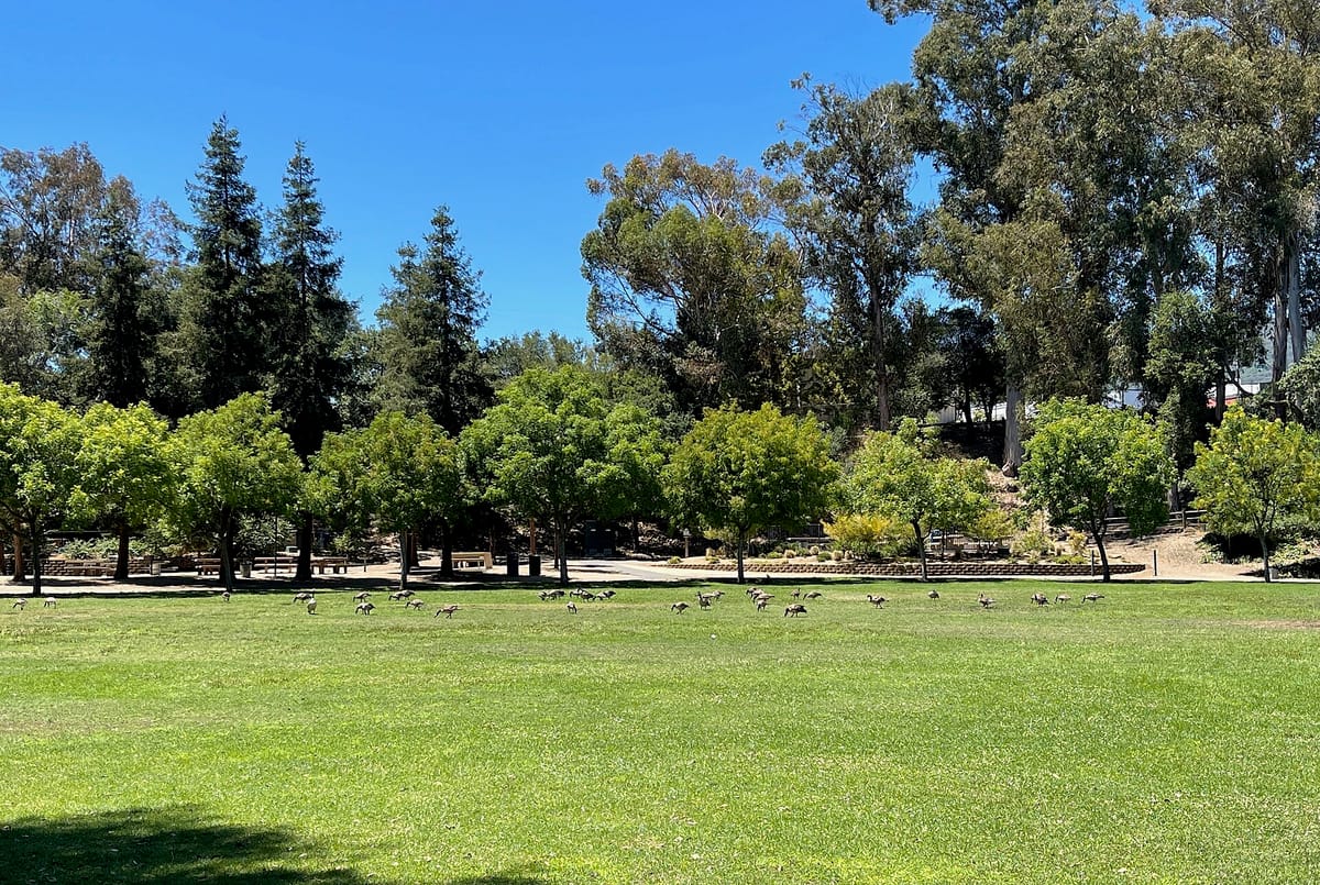 Geese grazing on the meadow at Vasona Lake County Park