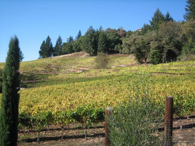 Rows of vines on a mountain vineyard above Los Gatos