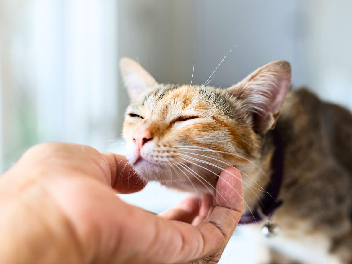Veterinarians in Los Gatos